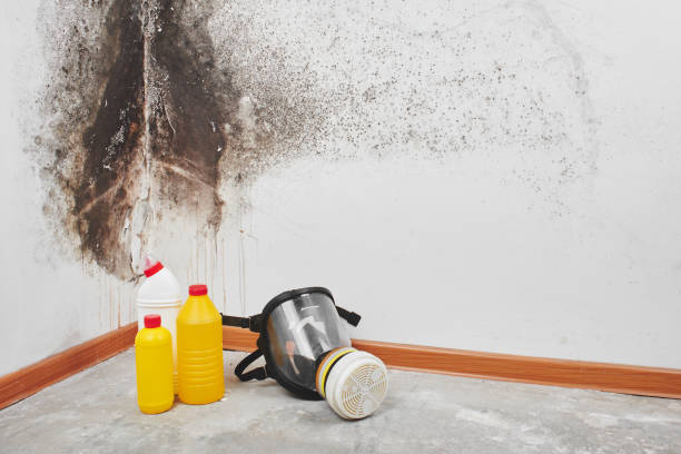 Best Crawl Space Mold Removal  in Holland, OH