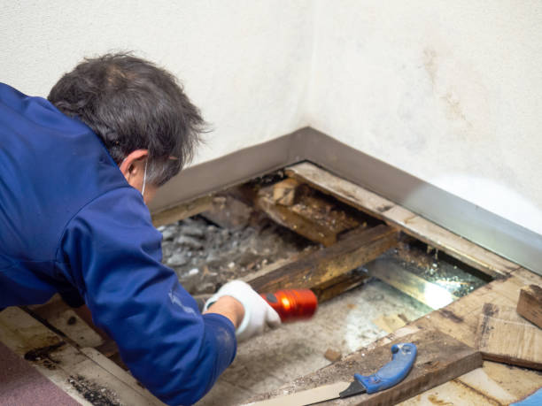 Best Mold Remediation Experts  in Holland, OH