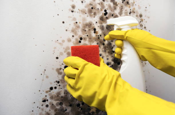 Best Mold Damage Repair  in Holland, OH